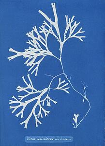 Fucus Vesiculosus Art Print - Fucus Vesiculosus Var. Linearis