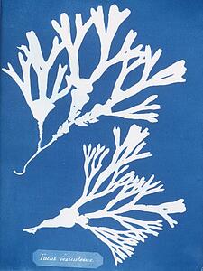 Fucus Vesiculosus Art Print - Fucus Vesiculosus