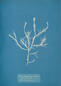 Sisbon Art Print - Fucus Æruginosus Turner. "med. Sea Sisbon" New To Britain.