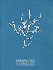 Sisbon Art Print - Fucus Æruginosus Turner. "med. Sea Sisbon" New To Britain.