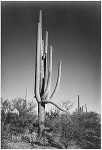 Arizona Art Print - Full View Of Cactus And Surrounding Shrubs, "in Saguaro National Monument, " Arizona. (Vertical Orientation). Photographs Of National Parks And Monuments, Compiled 1941 - 1942, Documenting The Period Ca. 1933 - 1942.