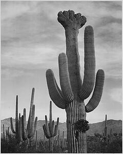  Art Print - Full View Of Cactus With Others Surrounding, "saguaros, Saguaro National Monument, " Arizona. (Vertical Orientation). Photographs Of National Parks And Monuments, Compiled 1941 - 1942, Documenting The Period Ca. 1933 - 1942.