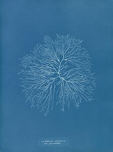 Var Art Print - Gelideum Corneum Var. Pinnatum