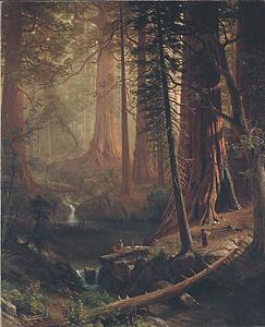 California Art Print - Giant Redwood Trees Of California
