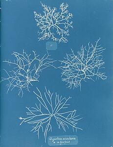 Fine Art Print - Gigartina Acicularis, A. In Fine Fruit