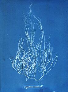 Gigartina Acicularis Art Print - Gigartina Acicularis