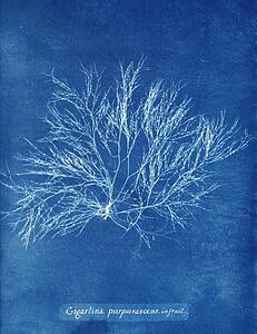 Gigartina Purpurascens Art Print - Gigartina Purpurascens In Fruit