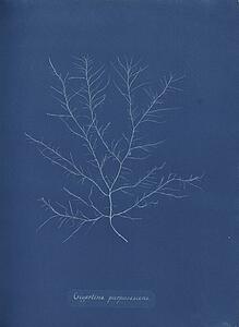 Gigartina Purpurascens Art Print - Gigartina Purpurascens
