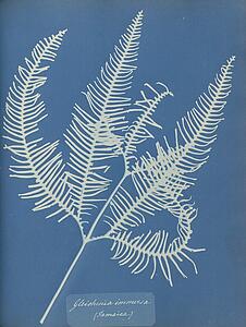 Jamaica Art Print - Gleichenia Immersa, Jamaica