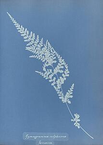 Art Print - Gymnogramma Sulphurea, Jamaica