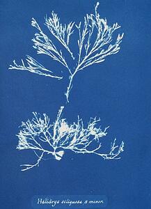 Ss Art Print - Halidrys Siliquosa Β Minor