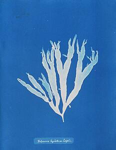 Var Art Print - Halymenia Ligulata Var. Latifolia