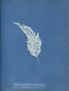 Art Print - Hymenophyllum Decurrens, Jamaica