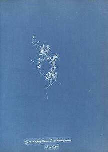 Art Print - Hymenophyllum Tunbridgense, British