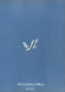 Hymenophyllum Wilsonii, British - Art Print Art Print - Hymenophyllum Wilsonii, British