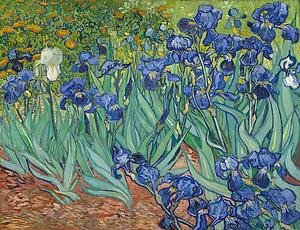 Van Gogh Art Print - Irises