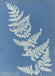 Art Print - Lastrea Cristata