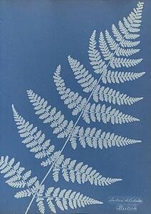 Art Print - Lastrea Dilatato, British