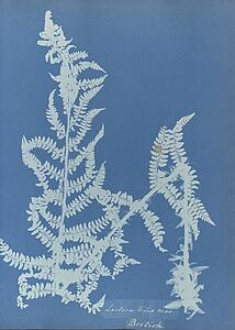 Ma Art Print - Lastrea Filix Mas, British