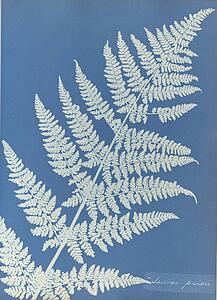 Art Print - Lastrea Focnisecii