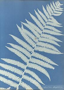 Art Print - Lastrea Oreopteris