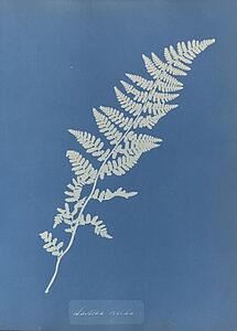 Art Print - Lastrea Rigida