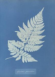 Art Print - Lastrea Spinulosa