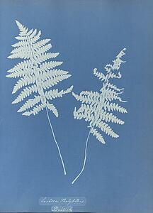 British Art Print - Lastrea Thelypteris, British