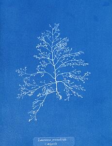 Laurencia Pinnatifida V Angusta Art Print - Laurencia Pinnatifida V. Angusta