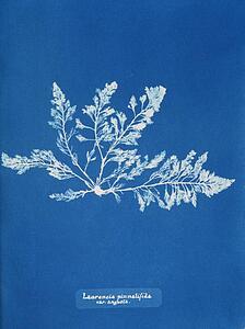 Var Art Print - Laurencia Pinnatifida Var. Angusta