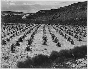 Corn Art Print - Looking Across Rows Of Corn, Cliff In Background, "corn Field, Indian Farm Near Tuba City, Arizona, In Rain, 1941. ". Photographs Of National Parks And Monuments, Compiled 1941 - 1942, Documenting The Period Ca. 1933 - 1942.
