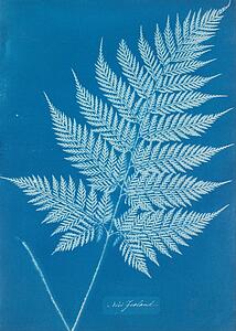  Art Print - New Zealand