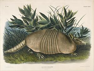  Art Print - Nine-Banded Armadillo (Dasypus Peba)
