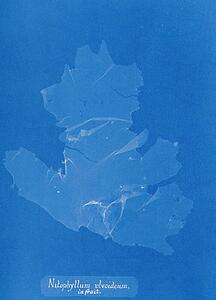 Fruits Art Print - Nitophyllum Ulvoideum In Fruit