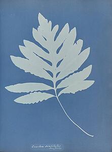 New Jersey Art Print - Onoclea Sensibilis, New Jersey