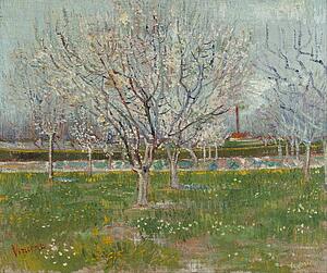 Plums Art Print - Orchard In Blossom (Plum Trees)