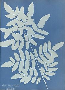 British Art Print - Osmunda Regalis, British