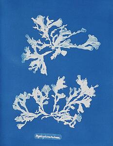 Rubens Art Print - Phyllophora Rubens