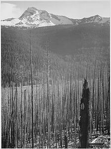 Snow Covered Mountains In Background Art Print - Pine Trees, Snow Covered Mountains In Background, "burned Area, Glacier National Park, " Montana. (Vertical Orientation). Photographs Of National Parks And Monuments, Compiled 1941 - 1942, Documenting The Period Ca. 1933 - 1942.