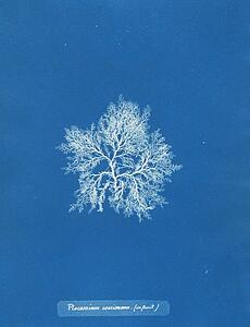 Fruits Art Print - Plocamium Coccineum (In Fruit)