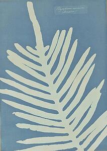 Art Print - Polypodium Aureum (Jamaica)