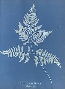 British Art Print - Polypodium Calcareum, British