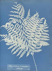 Art Print - Polypodium Crenatum, Norway