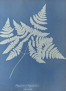 Art Print - Polypodium Dryopteris, British