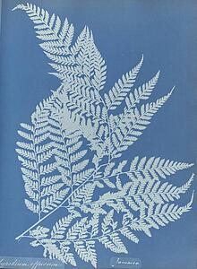 Art Print - Polypodium Effusum, Jamaica