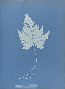 Art Print - Polypodium Muscosum