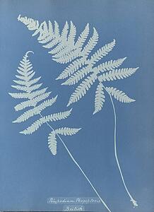 Art Print - Polypodium Phegopteris, British