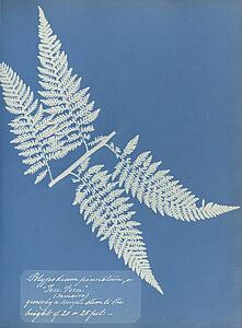 Art Print - Polypodium Pinnatum, Jamaica