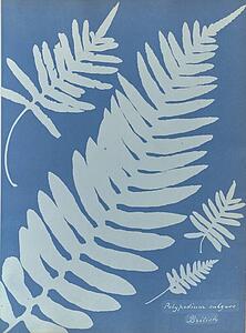 Art Print - Polypodium Vulgare, British