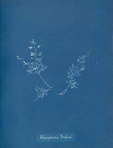 X Art Print - Polysiphonia Brodiaei [Part X]
